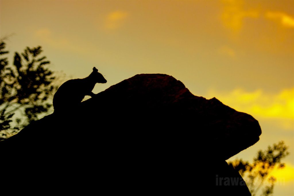 A silhouette of little wallaby on the rock in Alice Springs