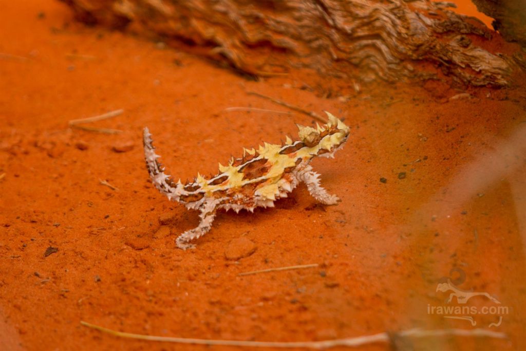 Lizard in the desert in Alice Springs