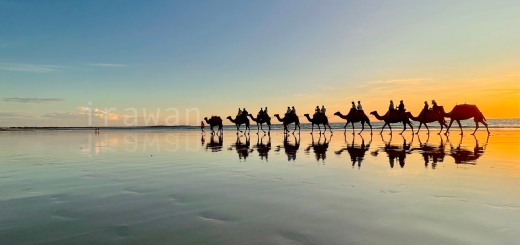 Broome Camel Tour