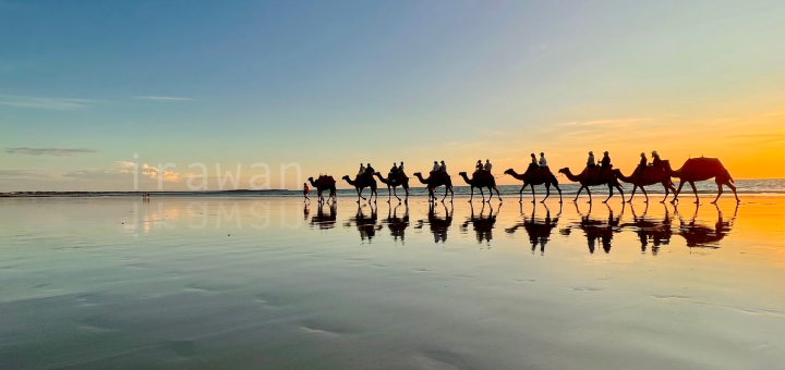 Broome Camel Tour